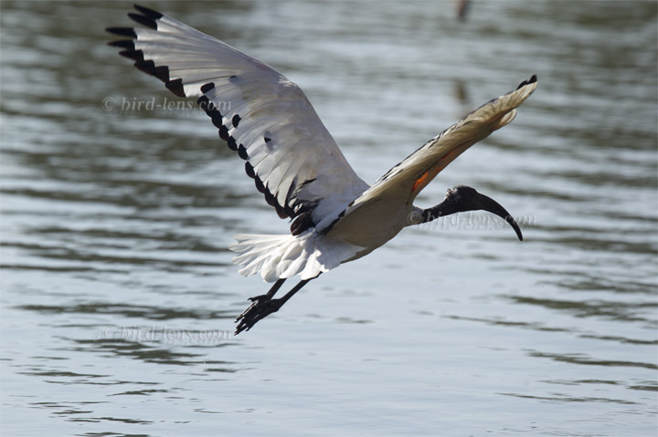 Heiliger Ibis Heiliger Ibis